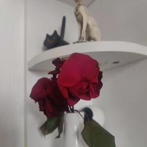 麦晓雯的胸罩是什么颜色的
